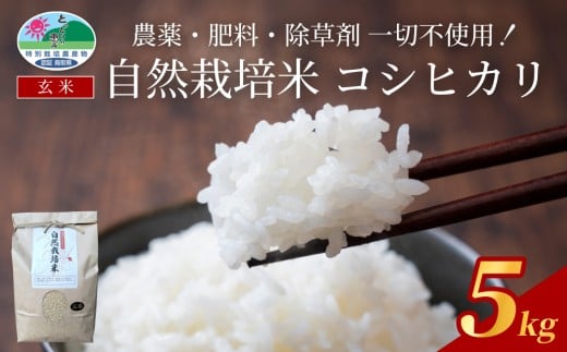【先行予約】自然栽培米こしひかり（玄米）５kg 令和８年産｜鳥取 岩美 岩美町産 お米 こめ 玄米 無農薬 無肥料 新米【31009】
