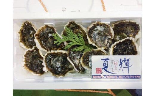 127.鳥取県産　天然　岩ガキ『夏輝』　10個（300g以上×10個） 牡蠣 カキ※着日指定不可※2025年6月上旬～8月中旬頃に順次発送予定 313726_AL013-P