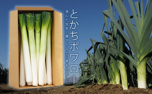 〔先行受付〕とかちポワロー（リーキ、ポロネギ）たけなかファーム【A50】《2025年11月上旬より順次発送》
