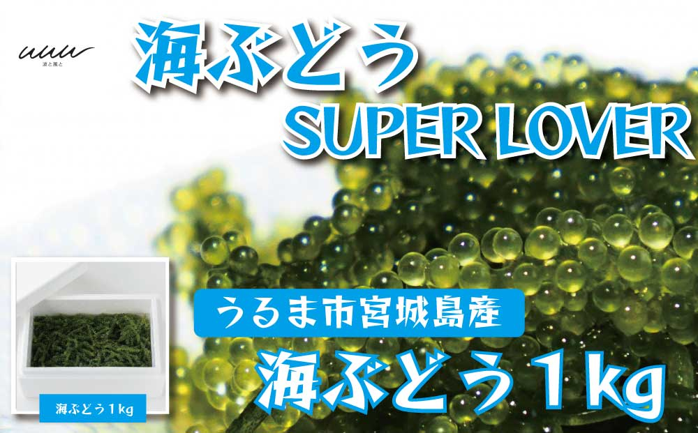 
海ぶどうSuperLover　大容量1kgパック【2024年4月より順次発送】
