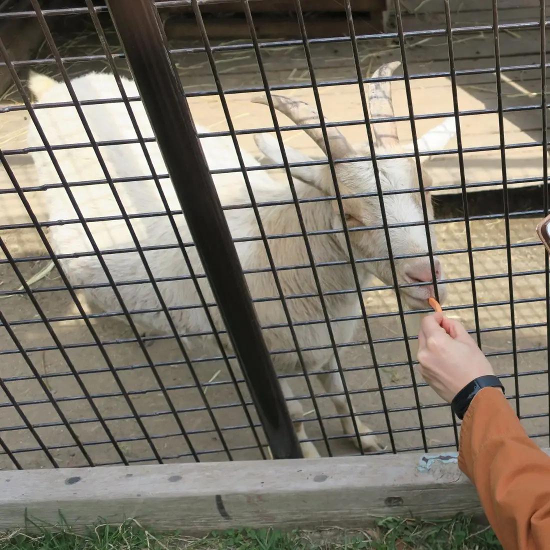 栗山公園「なかよし動物園」パクパクタイム回数券（6回分）2枚セット