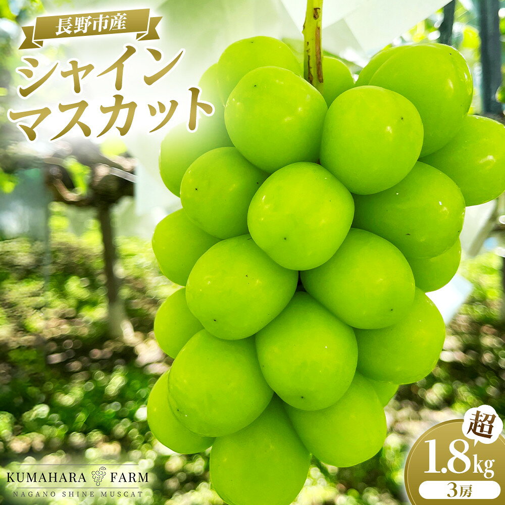 【ふるさと納税】長野市シャインマスカット　1.8kg以上
