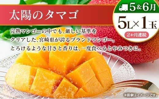【10回定期便】旬 人気 フルーツ 南国宮崎産 太陽のタマゴ 金柑たまたまエクセレント シャインマスカット ピオーネ いちご みかん 梨 メロン 柑橘 マンゴー きんかん たまたま ぶどう 果物 詰め