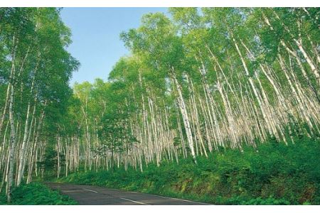 「国産 純粋 非加熱」平庭高原はちみつ（アカシア）200ｇ