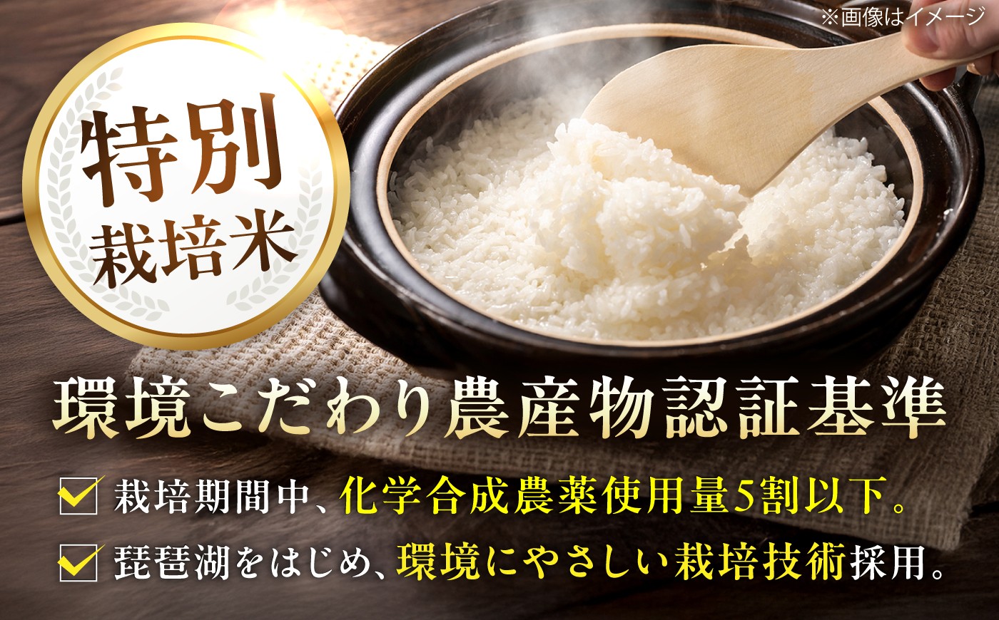 こんぜ清流米 コシヒカリ お米 白米 ご飯 コメ 特別栽培米 近江米産