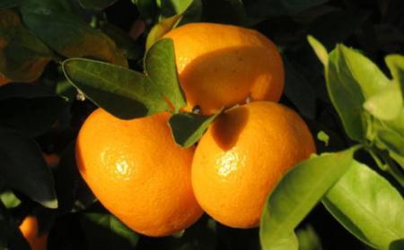 和歌山有田みかん約5kg ご家庭用（サイズ混合）★2024年11月中旬頃より順次発送