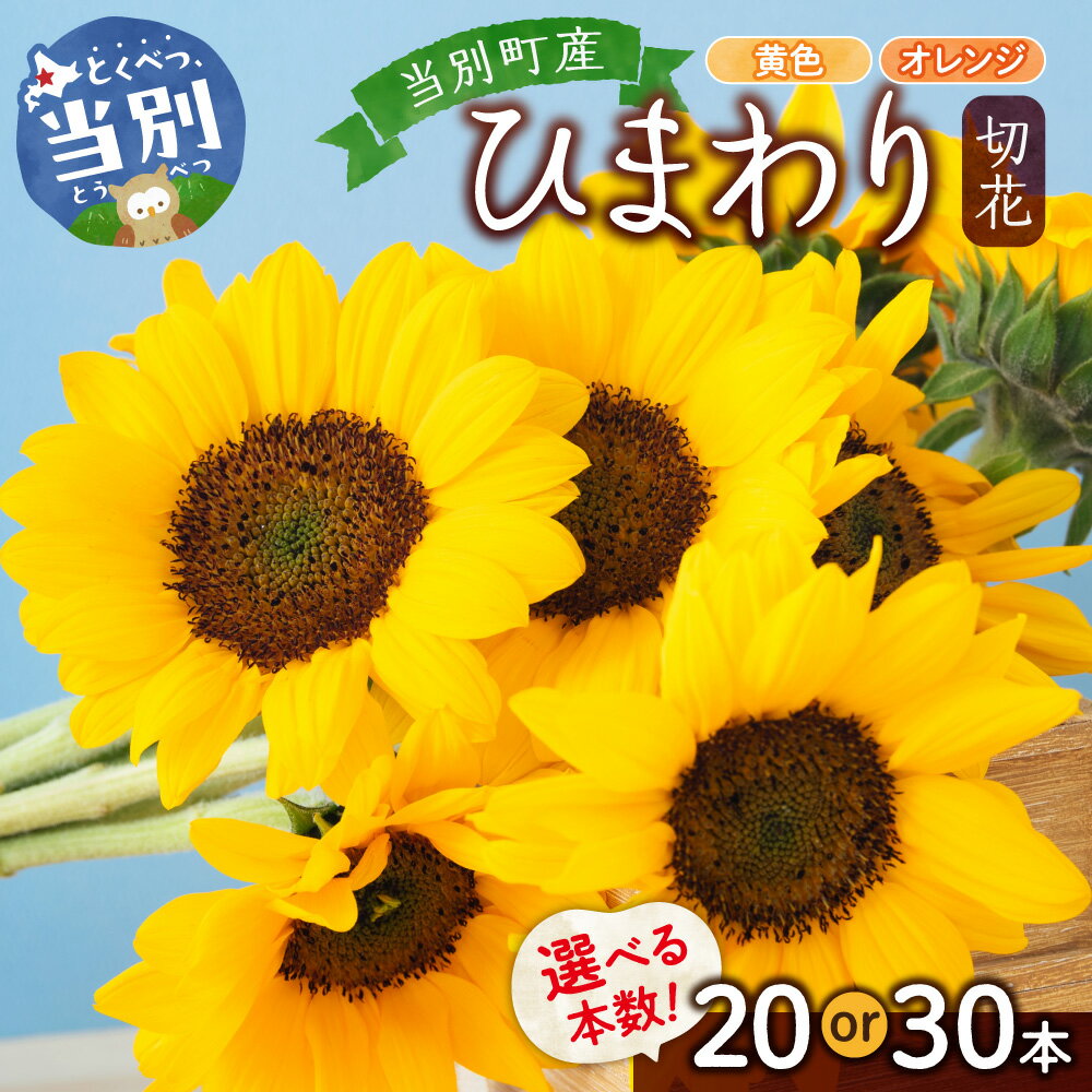 【ふるさと納税】ひまわり 切花 選べる 20本 or 30本 黄色 オレンジ 四季農場《6月下旬-9月下旬頃出荷》北海道 当別町 花 お花 はな ひまわり 夏 切り花 冷蔵便 北海道産 当別町産 インテリア
