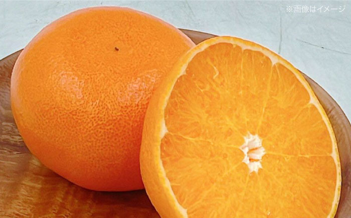 せとか セトカ 果物 くだもの フルーツ 柑橘 せとか 2.5kg みかん 愛媛みかん みかん ミカン 春くだもの  