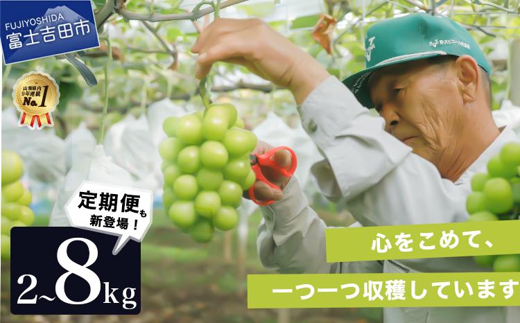 
                  【2026年発送】 産地直送 高級シャインマスカット 2kg以上～8kg （3～16房）  フルーツ 旬 山梨県産 シャインマスカット 単品 定期便 2回 3回 高級 果物 山梨 富士吉田
                