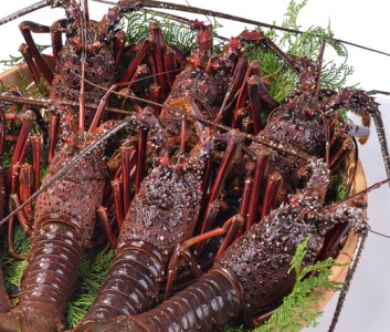 活締め冷凍伊勢海老(刺身用) 2.4kg[3尾～6尾]【FF16】