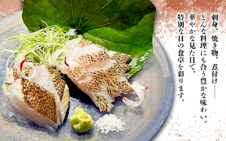 C3-7702／センネンダイ 丸ごと 1尾（内臓処理なし・約1kg）