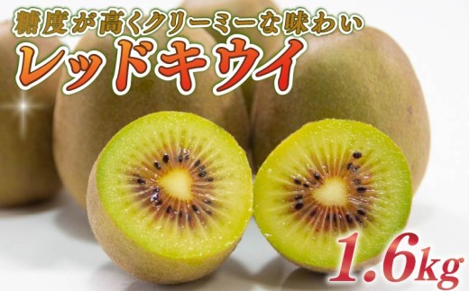 【期間限定】レッドキウイ 1.6kg フルーツ 果物 スイーツ レッドキウイ キウイ きうい  果汁 くだもの きうい フルーツ スイーツ デザート レッド キウイ 果汁 果実 産地直送 農家直送 くだもの デザート おやつ おいしい 贈答用 ギフト プレゼント 贈答 国産 新鮮 キウイフルーツ 静岡キウイ 静岡きうい 牧之原きうい 牧之原キウイ 牧之原キウイフルーツ 落合農園 静岡県 牧之原市