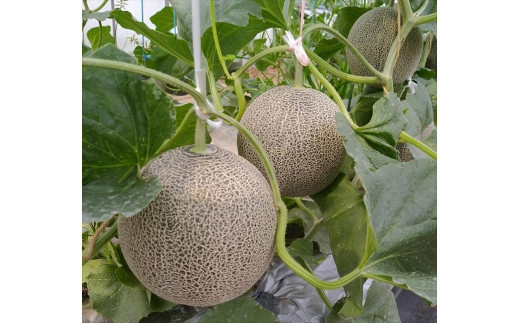 958.タカミメロン　中玉3～4玉入り　4kg前後　1箱　※2025年7月上旬～中旬　※北海道・沖縄・離島への配送不可