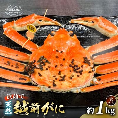 ふるさと納税 美浜町 【2025年11月より順次発送】地物!はるか丸が厳選した越前がに【大サイズ】1杯!カニスプーン付き