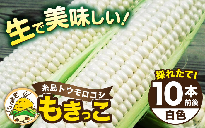 【先行予約】 糸島 トウモロコシ 『もきっこ』 白 （ 10本前後 ） 《糸島》 【2025年6月下旬以降順次発送】【内田農業】 [AZH002]