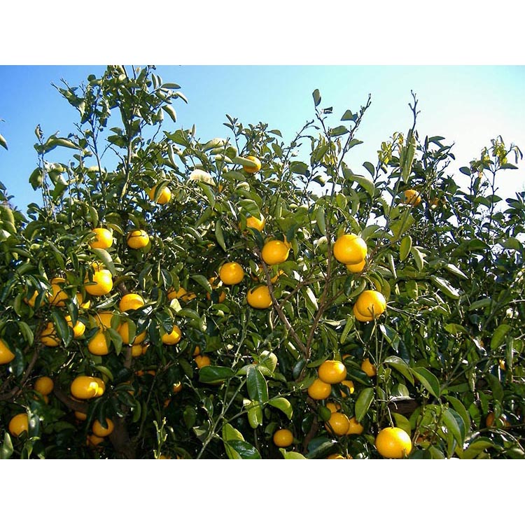 和歌山由良町産 はっさく 約3kg (訳あり)(御家庭用) キズありサイズ混合 ※着日指定不可 ※2024年2月下旬～4月下旬頃に順次発送予定