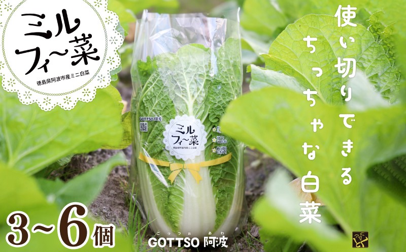 
            白菜 はくさい ミニ白菜 3～6個 セット 11月から2月末まで発送 ハクサイ 野菜 葉物野菜 葉物 旬 国産 生食 甘い ヘルシー 漬物 鍋 鍋料理 煮込み料理 徳島 ミルフィ～菜
          