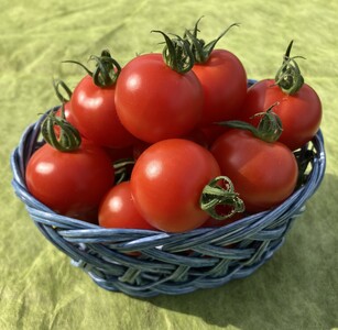 霧の恵(ミディトマト)　甘み・旨みのバランスがよく、口当たりの良いフルーツのような味わいのミディトマト【トマト　兵庫県　高砂市】