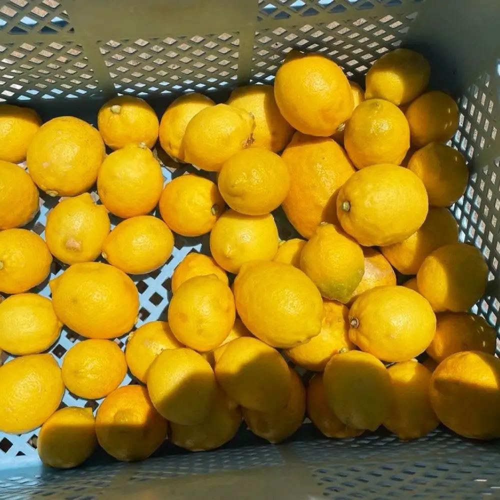 【先行予約】自然栽培レモン 2kg〈2026年9月1日〜2027年4月30日発送〉 2キロ レモン 檸檬 れもん 自然栽培 柑橘類 柑橘 フルーツ 果物 くだもの レモネード 塩レモン はちみつレモン