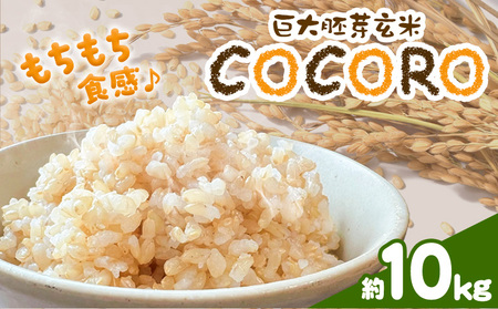 巨大胚芽米COCORO 玄米 約10kg【配送不可地域あり】 (離島) ドリームクリエイト早瀬農産 早瀬亨《2026年10月中旬-11月中旬頃出荷》 岡山県 浅口市 岡山県産 米 コメ こめ 玄米 送料無料