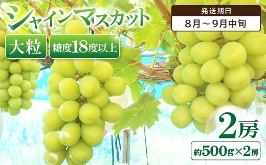 おおだ産シャインマスカット【シャインマスカット 2房 ぶどう ブドウ 果物 くだもの マスカット フルーツ 葡萄 種なし 皮ごと 季節限定 期間限定 大粒 糖度18度以上 ご褒美 贅沢】