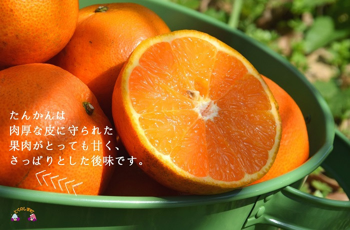 徳之島はたんかんづくりに最適な気候で農家さんの愛情も詰まっています！だから美味しいんです。