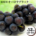 【ふるさと納税】【先行予約】ご家庭用 岡山県産 オーロラブラック 約1.2kg 2～3房 晴れの国 おかやま館(つむぐ株式会社)《2025年8月下旬-10月中旬頃出荷》岡山県 浅口市 マスカット ぶどう 葡萄 果物 フルーツ 送料無料【配送不可地域あり】