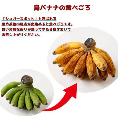 ふるさと納税 天城町 【鹿児島県天城町】【2026年発送】徳之島 子宝バナナ 1.5kg 島バナナ バナナ AL-6-N |  | 01
