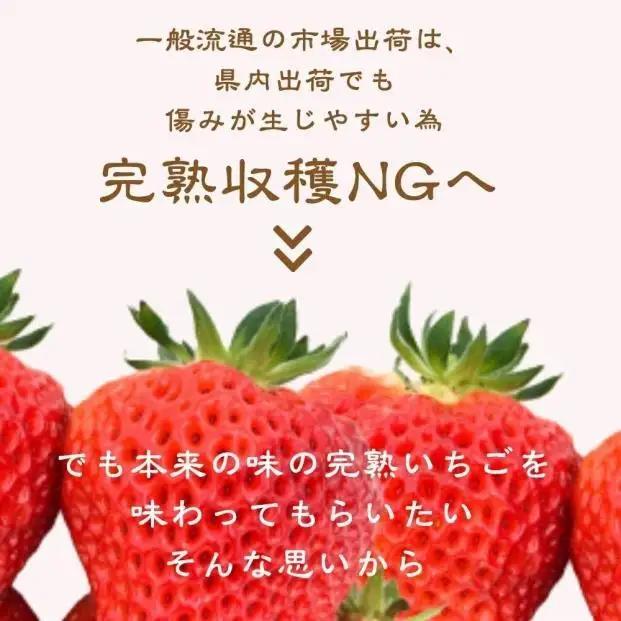 【先行予約】越後姫 いちご 雪国完熟 約170g×6P 越後姫 フルーツ