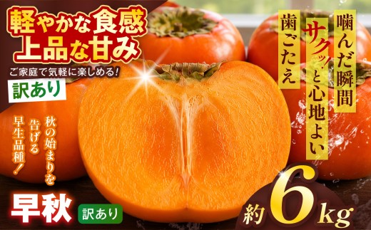 【訳あり品】 早秋 柿 28個／6kg ( 1箱 ) 先行予約 令和8年10月中旬順次発送 |【希少柿を贅沢に楽しむ】 柿 早秋 フルーツ 果物 完熟 国産 国産 季節の果物 家庭用 自宅用 訳 あり わけあり 加工用 料理用 大容量 岐阜県 本巣郡 北方町
