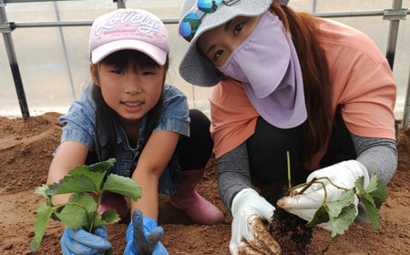 いちご 【2026年4月下旬以降出荷】豊浦いちご  冷凍いちご 2kg 