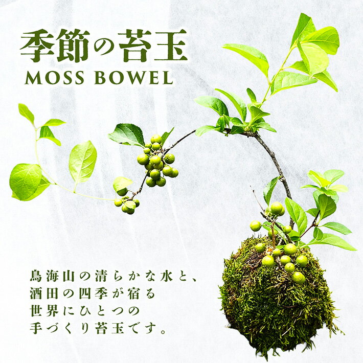 【ふるさと納税】苔玉（MOSS BOWEL） 季節の苔玉 ※着日指定不可 旬 春 夏 秋 冬 東北 山形県 酒田市 庄内 フローリスト