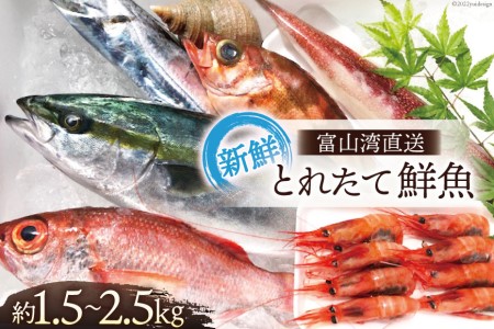 鮮魚セット 富山湾直送 とれたて鮮魚 産地直送 鮮魚セット【約1.5〜2.5kg】【冷蔵】