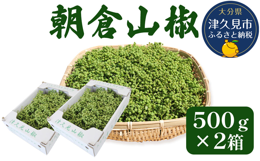 数量限定！朝倉山椒 500ｇ×2箱 生山椒 枝付き さんしょう サンショウ 花椒 ホアジャオ スパイス 調味料 大分県産 九州産 津久見市 国産【tsu000801】