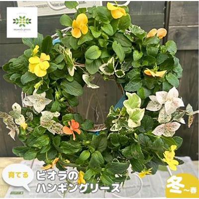 ふるさと納税 藤枝市 パンジー・ビオラとアリッサムorアイビーのハンギングリース寄せ植え