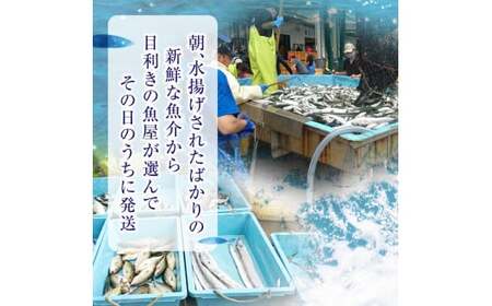 【隔月3回定期便 / 下処理済】鮮魚セット 三陸海の恵み詰め合わせ  (1回あたりのお届け目安：1～2人用) 【 鮮魚 海鮮 お刺身 魚介 魚介類 鮮魚BOX 詰め合わせ セット 三陸産 国産 天然 