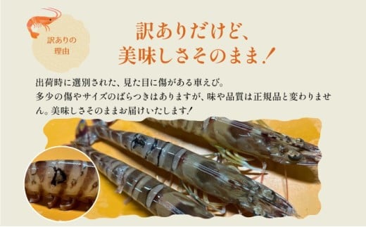 訳あり 竹富島産 冷凍車えび 規格外品  1kg【海老 車エビ エビ 車海老  1kg 竹富島産 冷凍】 1kg