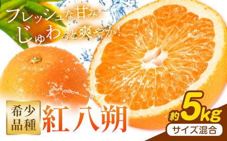 はっさく 紅八朔 約5kg