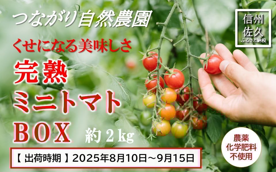 
            くせになる美味しさ『完熟ミニトマトBOX 約2kg』〈2025年8月10日～2025年9月15日出荷／北海道・沖縄・離島は配送不可〉　農薬・化学肥料 不使用 高原野菜 無農薬 産地直送 新鮮 旬彩 期間限定
          