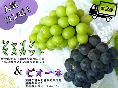 【2616-0297】[全4回定期便産地直送] 岡山シャインマスカット＆マイハート入り！新鮮ぶどう定期便×4回コース