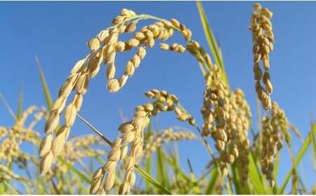 【 先行予約 】【 数量限定 】 令和7年産 のと米 精米 5kg 1袋 米 こめ コメ 米 精米 米