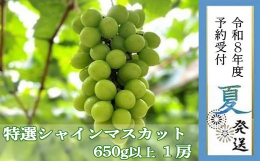 ＜2026年 先行予約8月中旬発送＞【貝塚市産】特選シャインマスカット 650g以上