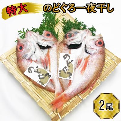 ふるさと納税 出雲市 特大 のどぐろ　一夜干し2尾セット【3-090】