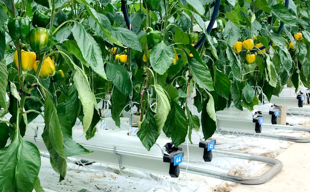 【隔月6回定期便】 大分県 九重町産 温泉パプリカ 計約30kg（約5kg×6回）