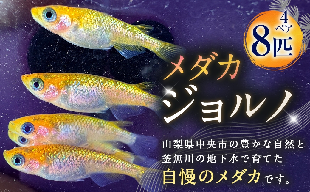 
                  メダカ 【 ジョルノ 】 4ペア 8匹 めだか 観賞魚 養殖場 魚 さかな インテリア 鑑賞 育成 飼育 淡水魚 川魚 生き物 生物 初心者 愛好家
                