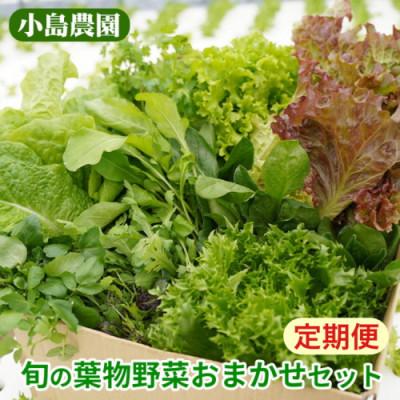 ふるさと納税 亀岡市 【毎月定期便】新鮮 旬の葉物野菜セット 7種詰め合わせ全6回