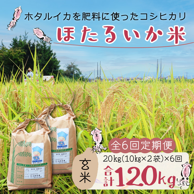 【訳あり】ほたるいか米（玄米20kg）×6回計120kg【6カ月定期便】 [M-021001]