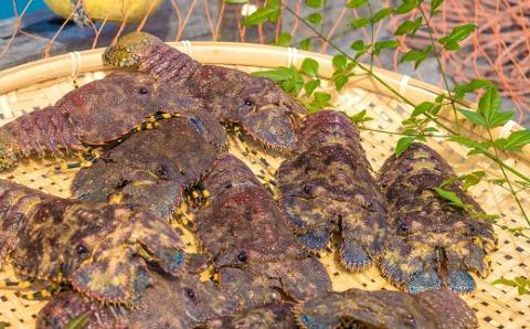 幻の天然ゾウリエビ１kg（サイズおまかせ）※着日指定不可※タビエビ 甲殻類 海老 地元ですら流通しない希少セミエビ科 先行予約 高知県産 エビ ゾウリエビ 冷蔵 配送 賞味期限が短い 新鮮 美味しい 