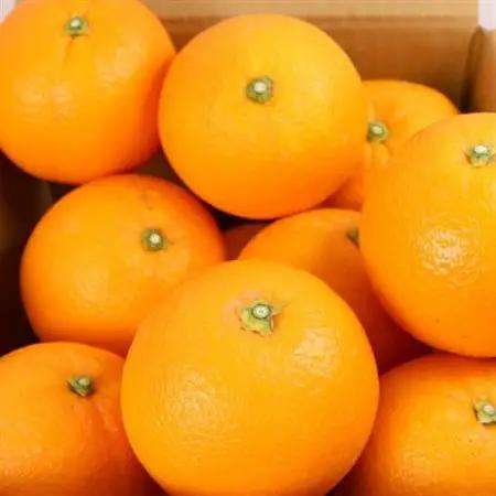 厳選 ネーブルオレンジ10kg+250g(傷み補償分)【光センサー選別】【1646887】
