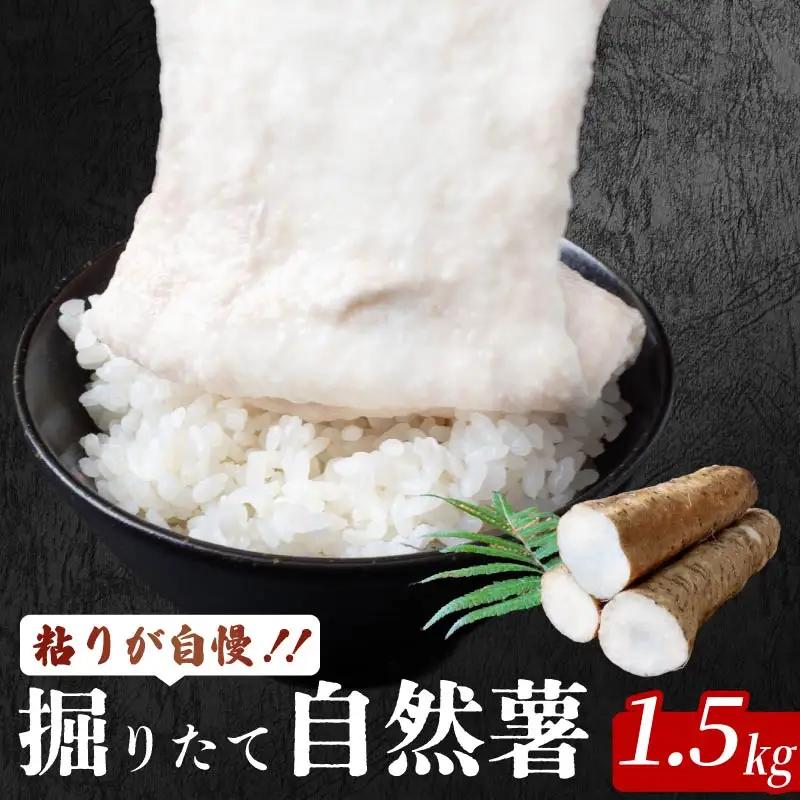 安田町産 自然薯1.5kg 自然薯 とろろ JN-05
